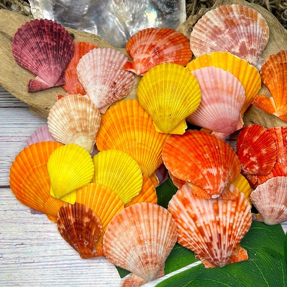 Gorgeous Lot of Colorful Unique Scallop Shells DIY Crafting Collecting Bundle - Picture 2 of 12